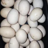 تخم مرغ نطفه دار
