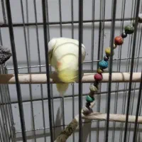 فروش جوجه تازه دونه خورشده