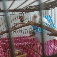 فنچ|پرنده|ارومیه, |دیوار