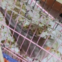 طوطی عروس هلندی