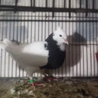 طوقی ماده درشت و پاک|پرنده|گنبد کاووس, |دیوار