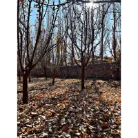 باغ زمین آبسرد1000مترسند دار/انشعابات کامل جوازدار