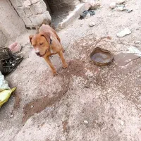سگ پیتبول