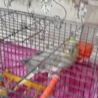 عروس هلندی|پرنده|گلپایگان, |دیوار