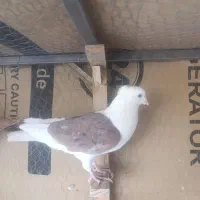 کبوتر درجه یک|پرنده|فولادشهر, A1|دیوار