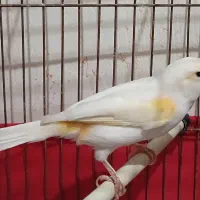 قناری موزاییکی جوان