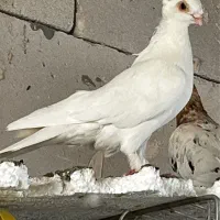 کفتر صید|پرنده|مشهد, نوید|دیوار