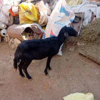 ۱عددگوسفند جوان شیشک سرحال برای قربانی وزن ۴۳کیلو