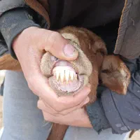 میش سالم|حیوانات مزرعه|چناران, |دیوار