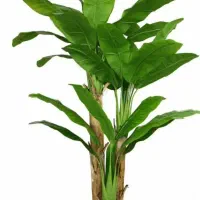 انواع درختچه و گل تزیینی و آویز