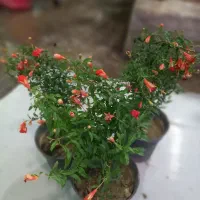 گل طبیعی با کیفیت و تازه و گلدان