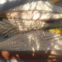 بو محلی بمی اصل  تضمینی