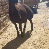 یک راس بره قوچ و سه راس بز وبزغاله فروشی|حیوانات مزرعه|فریدونشهر, |دیوار