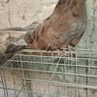 سرور درج یک