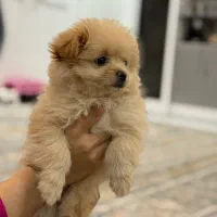 سگ عروسکی|سگ|مشهد, امیر|دیوار