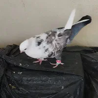 کبوتر گمشده