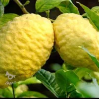 بالنگ درجه یک