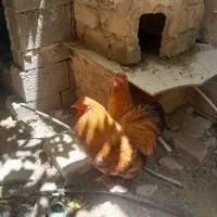 جوجه و خروس برهما