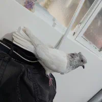 کفتر پرشی|پرنده|شهریار, شهرک شاهد|دیوار