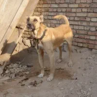 سگ نگهبان سرابی درشت