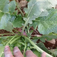 شلغم|عمده‌فروشی|دهاقان, |دیوار