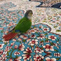 طوطی گرینچیک