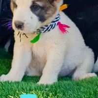 تعدادی توله های نر ماده آماده ارسال|سگ|تهران, آشتیانی|دیوار