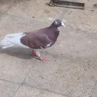 فروش دوعدد کبوتر نر