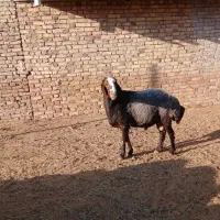 قوچ  چهاردندان