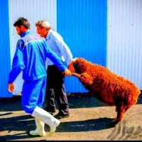 *قیمت واقعی با دیجیتالی وزن کنید*گوسفند.زنده/نرینه