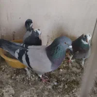 یک جفت سبز و سبز دست سفید عالی