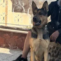 سگ ژرمن شپهرد نگهبان اصیل