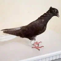 کبوتر جوجه قهویی دم سفید