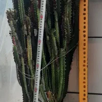 تعدادی گل و گیاه زیبا|گل و گیاه طبیعی|اصفهان, بهارستان|دیوار