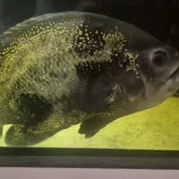 ماهی اسکار|ماهی|تهران, شهران جنوبی|دیوار