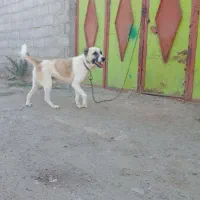 سک نر