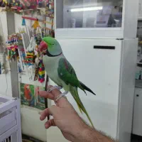 شاه طوطی نر سخنگو دستی|پرنده|قم, زنبیل آباد|دیوار