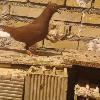 ماده دمسفید|پرنده|شوشتر, |دیوار