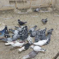 ۲۴تا کفتر نر سبزو مگس