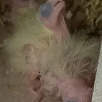 جوجه عروس هلندی