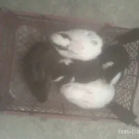 خرگوگش دوماهه