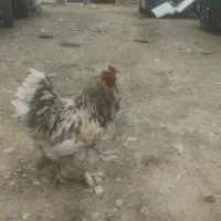 خروس برهما یک ساله