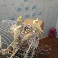 چهارتا عروس هلندی/دوتا بالغ دوتا نر