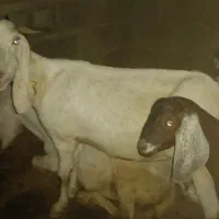فروش تعداد زیادی بز‌ و چپشت