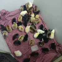 جوجه کاکلی