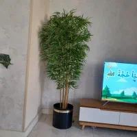 درختچه بلند|گل مصنوعی|خرم‌آباد, |دیوار