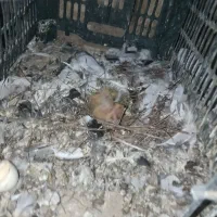 مجسمه کفتر|مجسمه، تندیس، ماکت|تربت جام, حافظ|دیوار