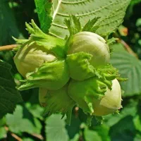 نهال فندق انیس ترکیه (ماکادومیا)