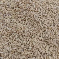 فروش گندم قرمز دیمه