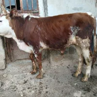 گوساله نر دورگ